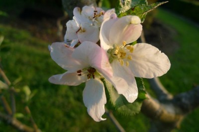 printemps2012.jpg