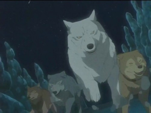 wolfsrain1.jpg
