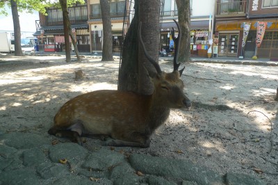 japon,voyage,miyajima,itsukushima