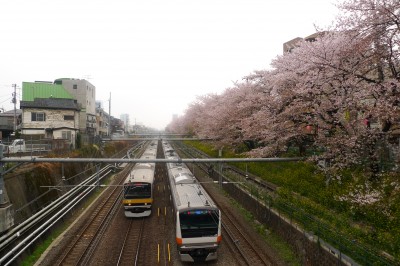 japon,tokyo,nakano,sakura