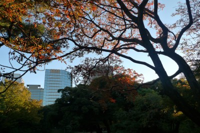 tokyo,bunkyo,momiji,photo