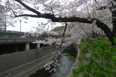 japon,tokyo,nakano,sakura