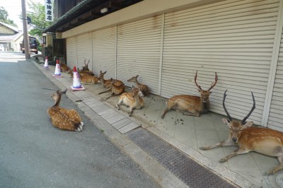 japon,voyage,nara,kansai