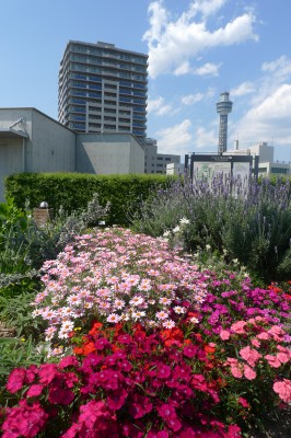 yokohama,jardin