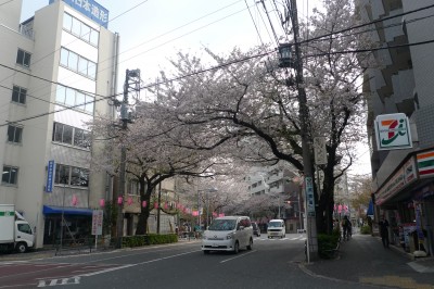 japon,tokyo,nakano,sakura