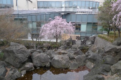 japon,tokyo,nakano,sakura