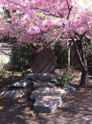 japon,tokyo,nakano,sakura