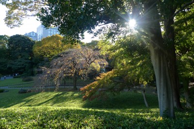 tokyo,bunkyo,momiji,photo