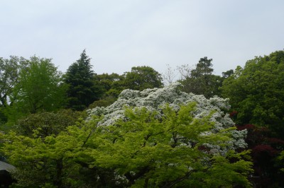 chofu,tokyo,parc,temple,photo