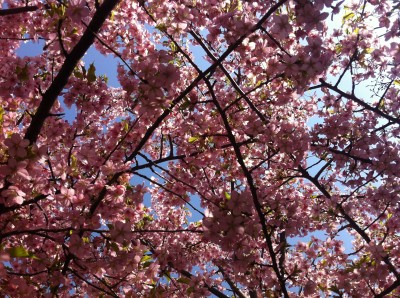 japon,tokyo,nakano,sakura