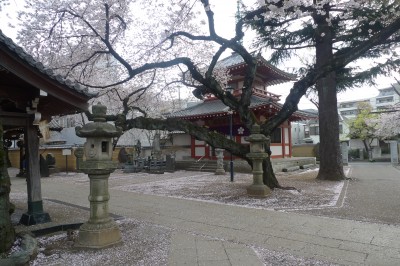 japon,tokyo,nakano,sakura