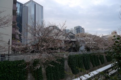 japon,tokyo,nakano,sakura