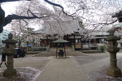 japon,tokyo,nakano,sakura
