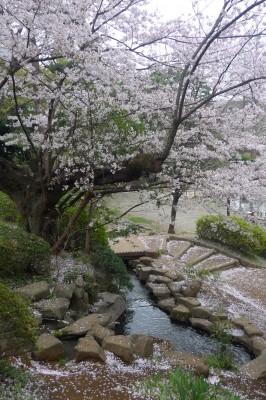 japon,tokyo,nakano,sakura