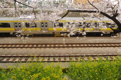 japon,tokyo,nakano,sakura