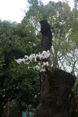 japon,tokyo,nakano,sakura