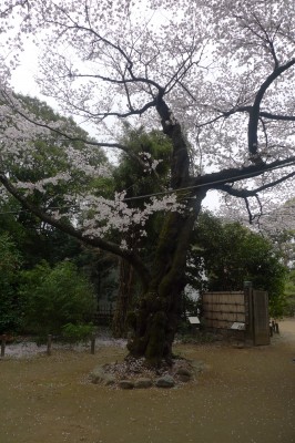 japon,tokyo,nakano,sakura