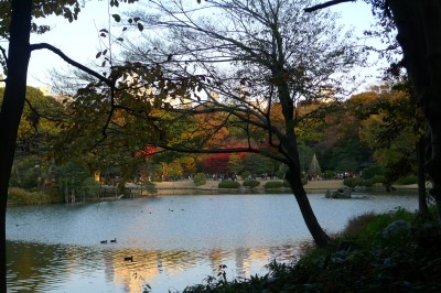 japon,tokyo,bunkyo,jardin,momiji,photo