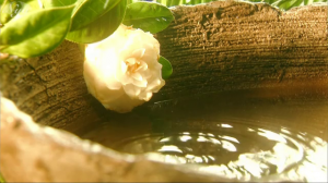 drama,série,japon,fuji tv,osen,aoi yu