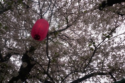 japon,tokyo,nakano,sakura