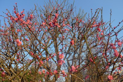 japon,temple,tokyo,nakano,ume