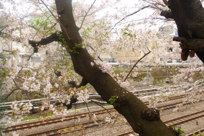 japon,tokyo,nakano,sakura