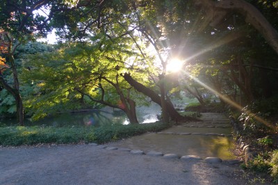 tokyo,bunkyo,momiji,photo
