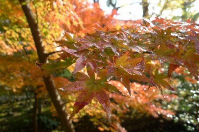 automne2012.jpg