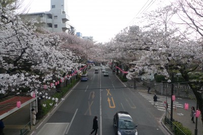 japon,tokyo,nakano,sakura