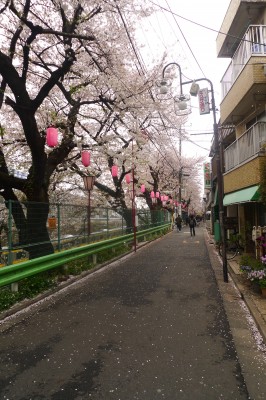 japon,tokyo,nakano,sakura