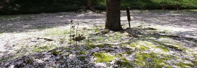 blog,bannière,photo,sakura