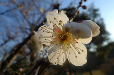 japon,temple,tokyo,nakano,ume