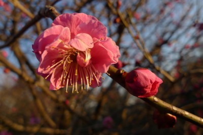 japon,temple,tokyo,nakano,ume